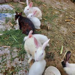 breeder & bunnies pair contact 0336-3344687