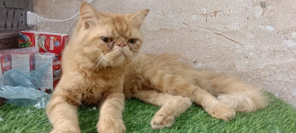 piki face / punch face / triple Coat kitten cat male for available 1