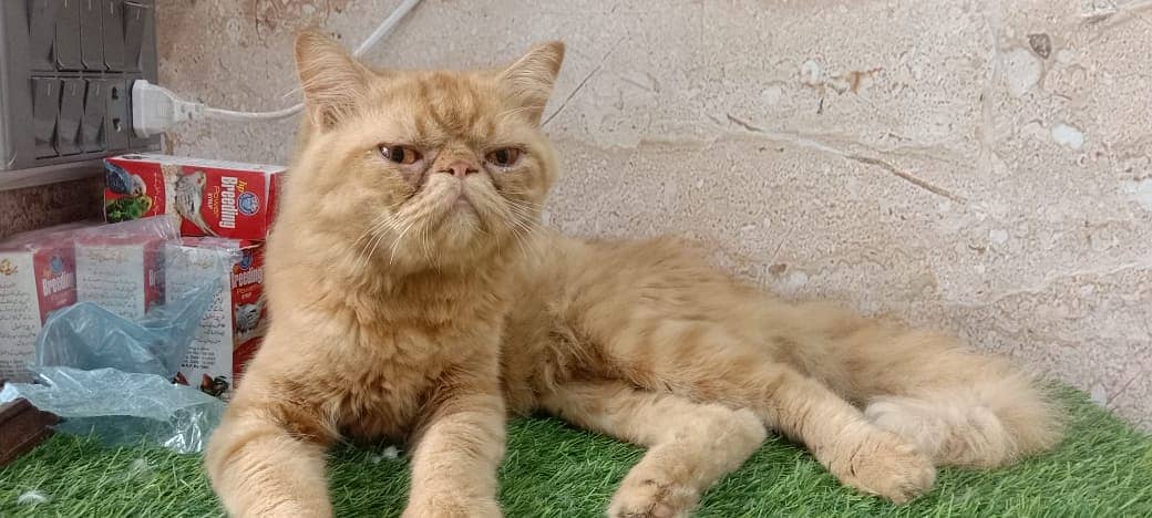 piki face / punch face / triple Coat kitten cat male for available 2