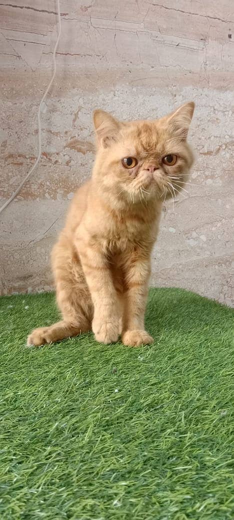 piki face / punch face / triple Coat kitten cat male for available 3