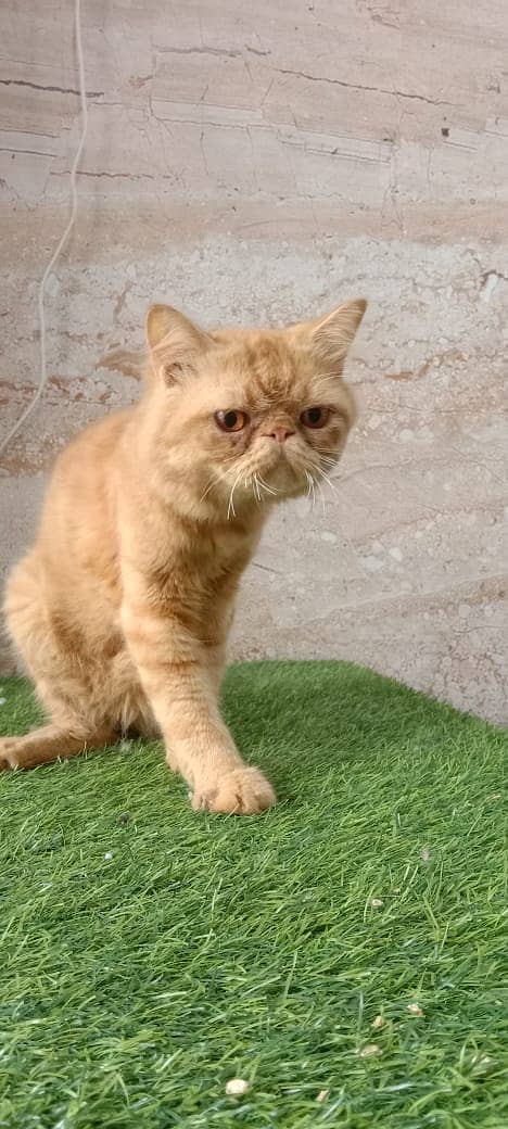 piki face / punch face / triple Coat kitten cat male for available 4