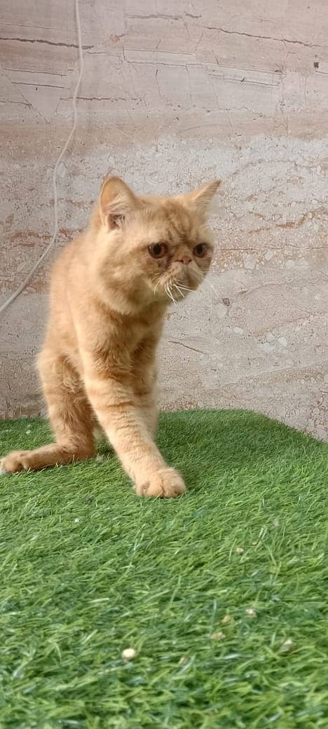 piki face / punch face / triple Coat kitten cat male for available 5