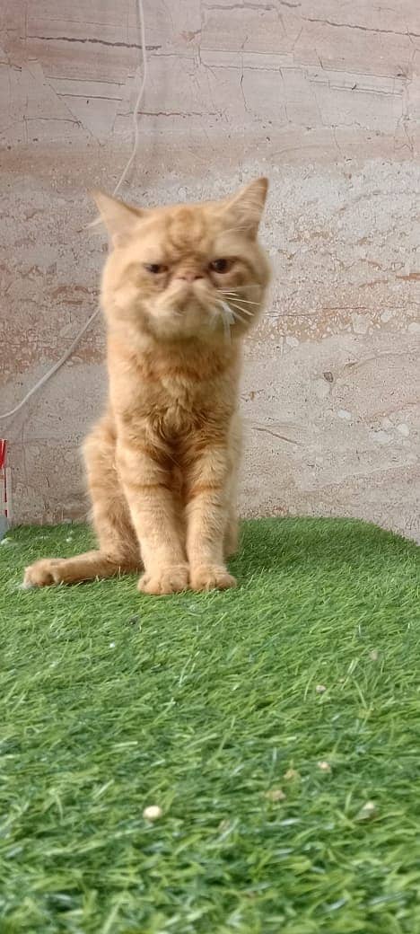 piki face / punch face / triple Coat kitten cat male for available 6