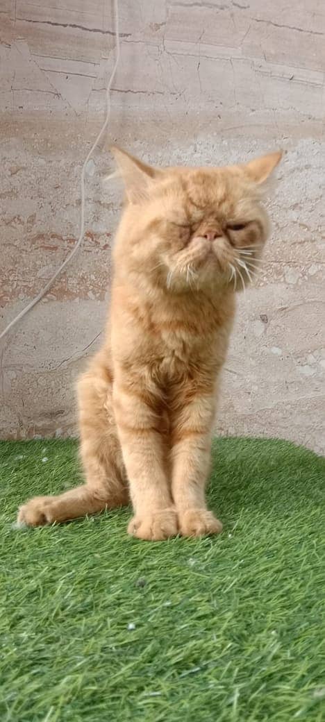 piki face / punch face / triple Coat kitten cat male for available 7