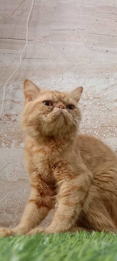 piki face / punch face / triple Coat kitten cat male for available 14