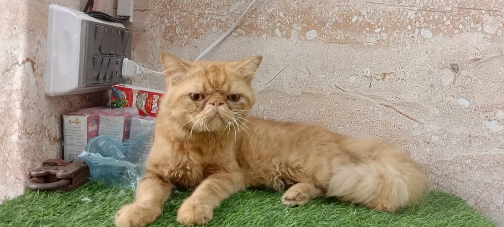 piki face / punch face / triple Coat kitten cat male for available 15