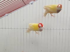 Yellow Back Gouldian 4 Pairs And 1 Commen Green Male Split Red Eye