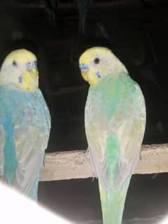 Breeder Rainbow Females Required