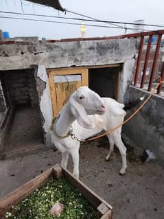 Rajhanpuri Bakri