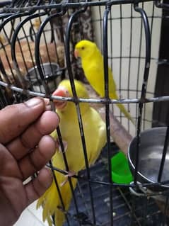 yellow ringneck full self