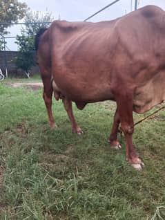 Cow for sale