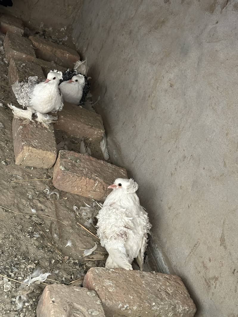 Fancy pigeons |Triple Frillback imported bloodline| kabutar 3