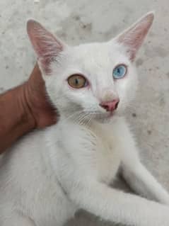 Two colours eyes pure white America cat