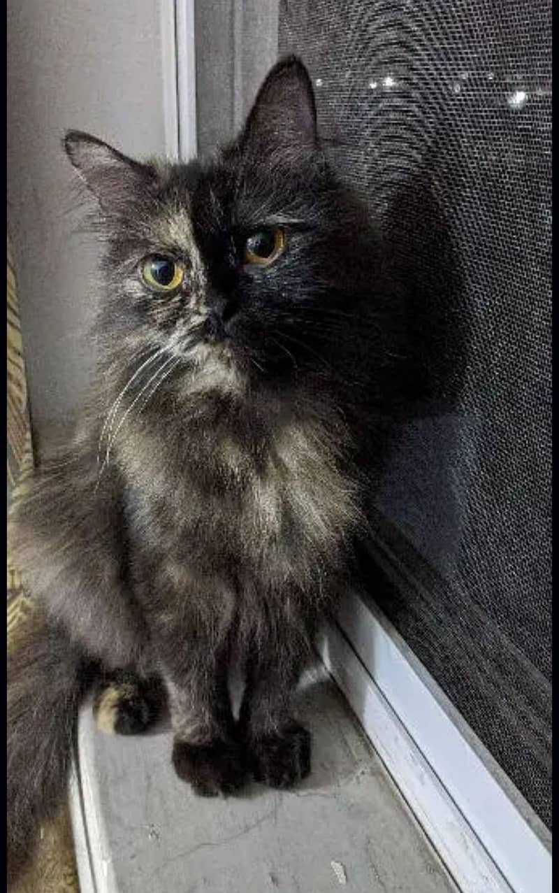 Persian black cat 7month old femal triple coated punch face 2