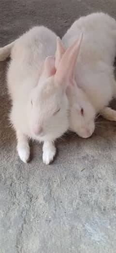 cute rabbits