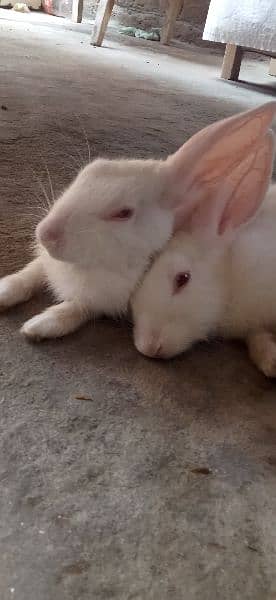 cute rabbits 2