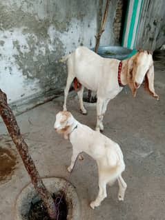 goat for sale 03151381384