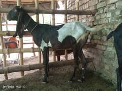 pure sindhi pateri female goat with male kid