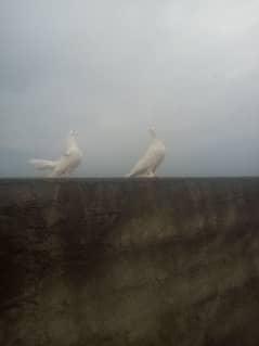 Fancy pigeon