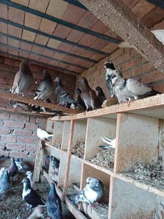 Pigeons For Sale