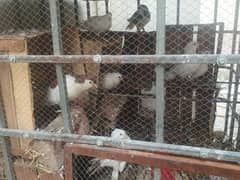 pigeons for sale 500rs each