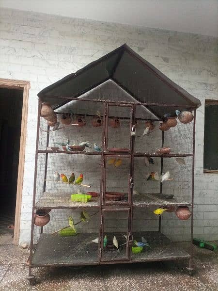 budgies breeder pairs for sale 0