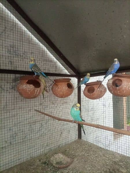 budgies breeder pairs for sale 1