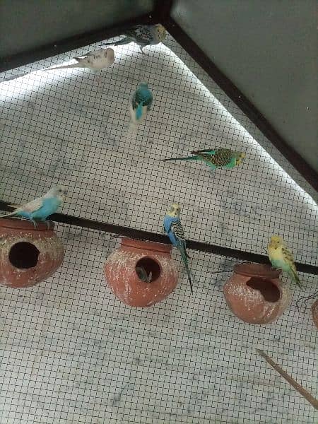 budgies breeder pairs for sale 2