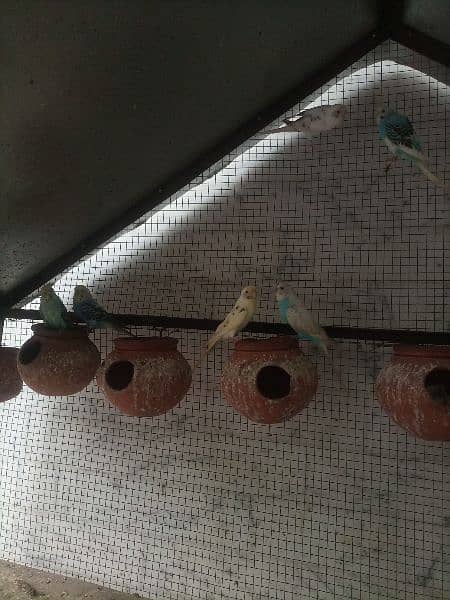 budgies breeder pairs for sale 3