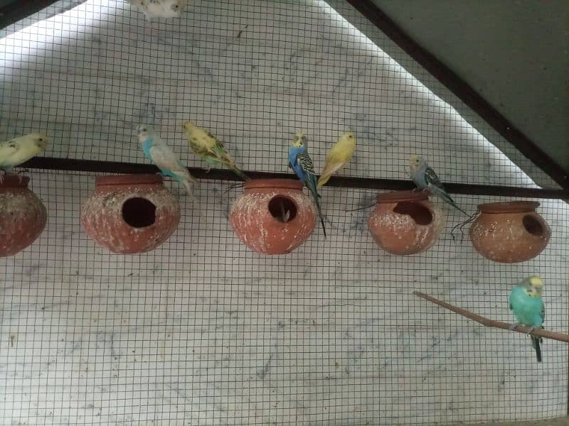 budgies breeder pairs for sale 4