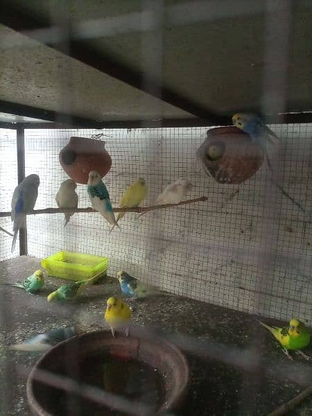 budgies breeder pairs for sale 5