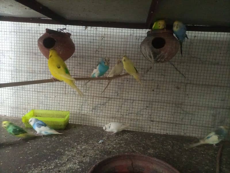 budgies breeder pairs for sale 6