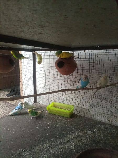 budgies breeder pairs for sale 7