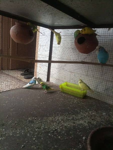 budgies breeder pairs for sale 8