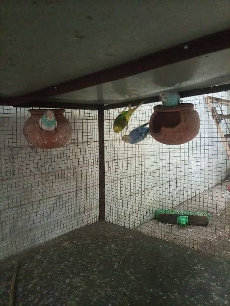 budgies breeder pairs for sale 9