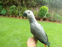 grey parrot