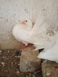 Sami modern and English fantail breeder pair with chicks