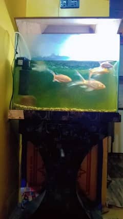 shipping fish 5 pece Plus aquarium table filter pump