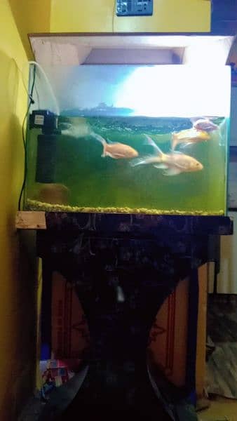 shipping fish 5 pece Plus aquarium table filter pump 0