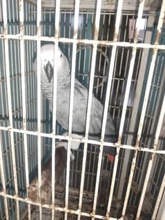 grey parrot