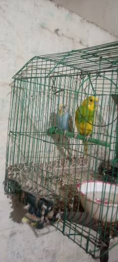 Australian parrot for sale bilkul ok hai 900 rupees ka pair hai