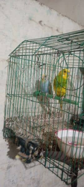 Australian parrot for sale bilkul ok hai 900 rupees ka pair hai 0