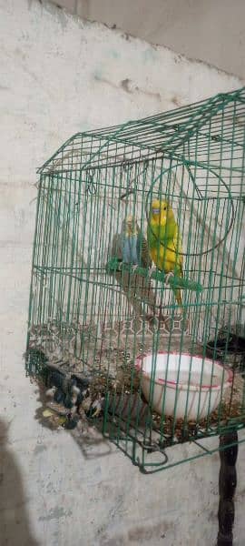 Australian parrot for sale bilkul ok hai 900 rupees ka pair hai 1