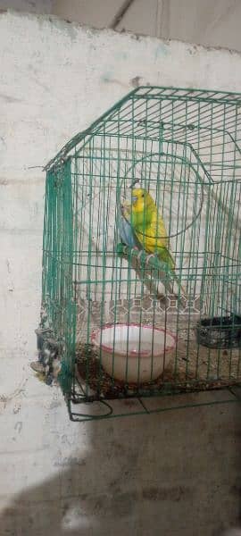 Australian parrot for sale bilkul ok hai 900 rupees ka pair hai 2