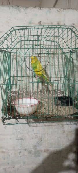 Australian parrot for sale bilkul ok hai 900 rupees ka pair hai 3