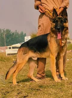 bigyari dog full security 8 mahnt for sale