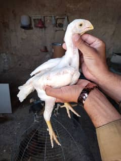 HEERA SHORT BEAK CHICKS AVAILABLE FOR SALE