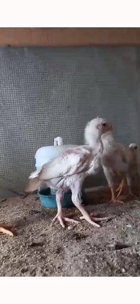 HEERA SHORT BEAK CHICKS AVAILABLE FOR SALE 3