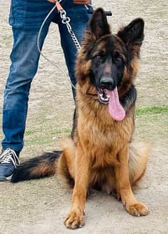 German shepherd female non ped double coat