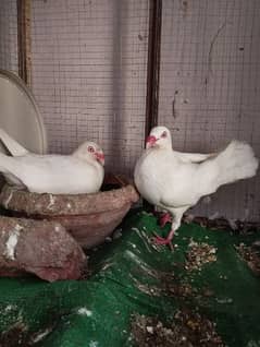 pijan pair for sale